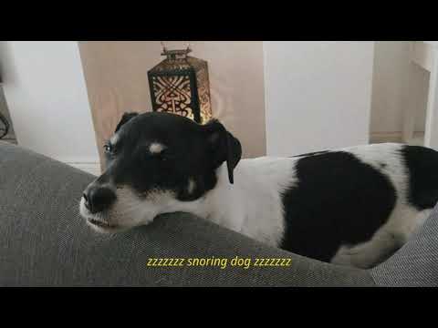 Chilling and snoring on a Sunday morning.