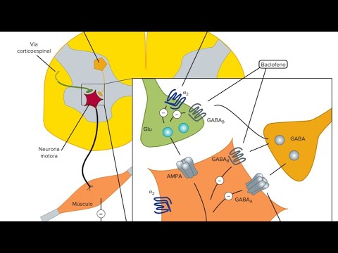 Fármacos relajantes musculares. Mecanismo de acción, clasificación.