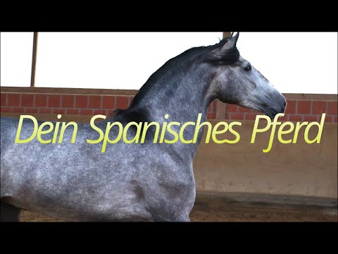 , title : '"Dein Spanisches Pferd" in Deutschland'