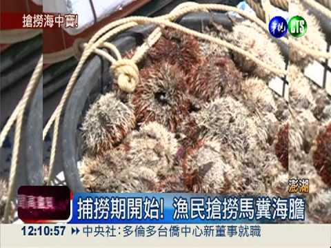 馬糞海膽1斤600 量少3天恐撈光!