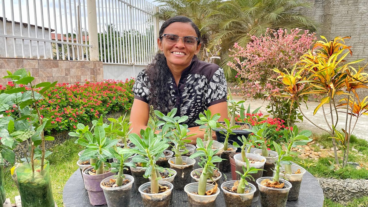 ATUALIZAÇÃO DE COMO ESTÃO MINHAS ROSAS DO DESERTO