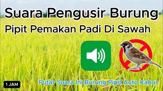 Download lagu Suara Pengusir Burung Pipit Pemakan Padi Di Sawah mp3