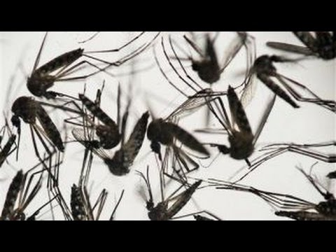How to best protect against the Zika virus