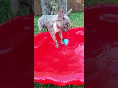 Video 2
