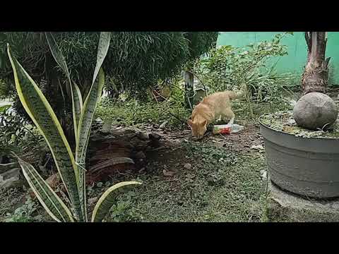 kucing orange banyak tingkahnya 🤣🤣