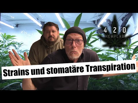 Interessante Strains & stomatäre Transpiration - Besuch bei 420Hemplab