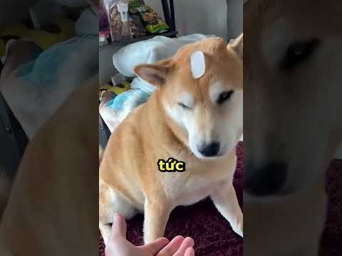 #ruabiettuot
