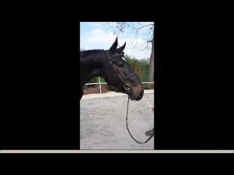 Empire v/d Heffinck x Indorado