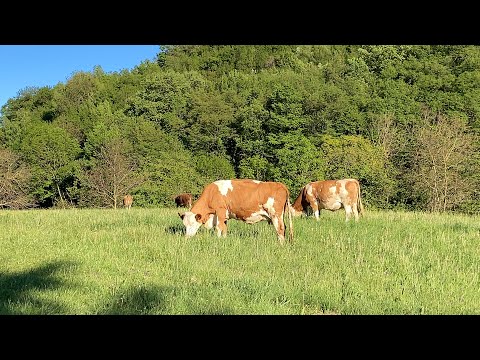 Mucche al pascolo 🐄🐄