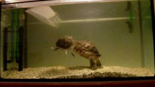 aquatic turtles eating smelts and shrimps