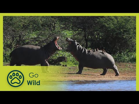 Nilpferde – Afrikas wilde Wunder – Go Wild