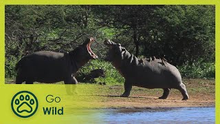 Hippos - Africa's Wild Wonders - The Secrets of Nature