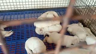 #lab kuttanes......... ❤