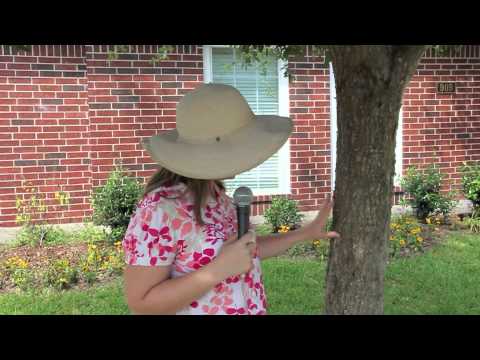 download lagu mp3 mp4 Bark Lice, download lagu Bark Lice gratis, unduh video klip Bark Lice