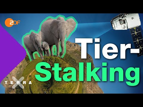 Naturkatastrophen vorhersagen durch Tierbeobachtung per Satellit | Terra X plus