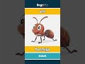 ant - hormiga video thumbnail