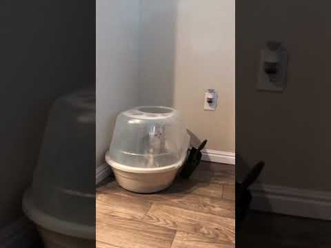 British Shorthair Cat - Frankie Trying to Get Out of The Litter Box