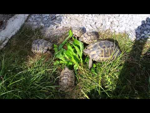 Maurische Landschildkröten