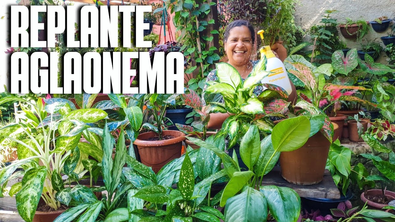 COMO FAZER REPLANTE DE AGLAONEMAS: ENSINO COMO ENCHER O VASO | COMO FAZER MUDAS DE AGLAONEMAS
