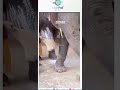 Elephant Short