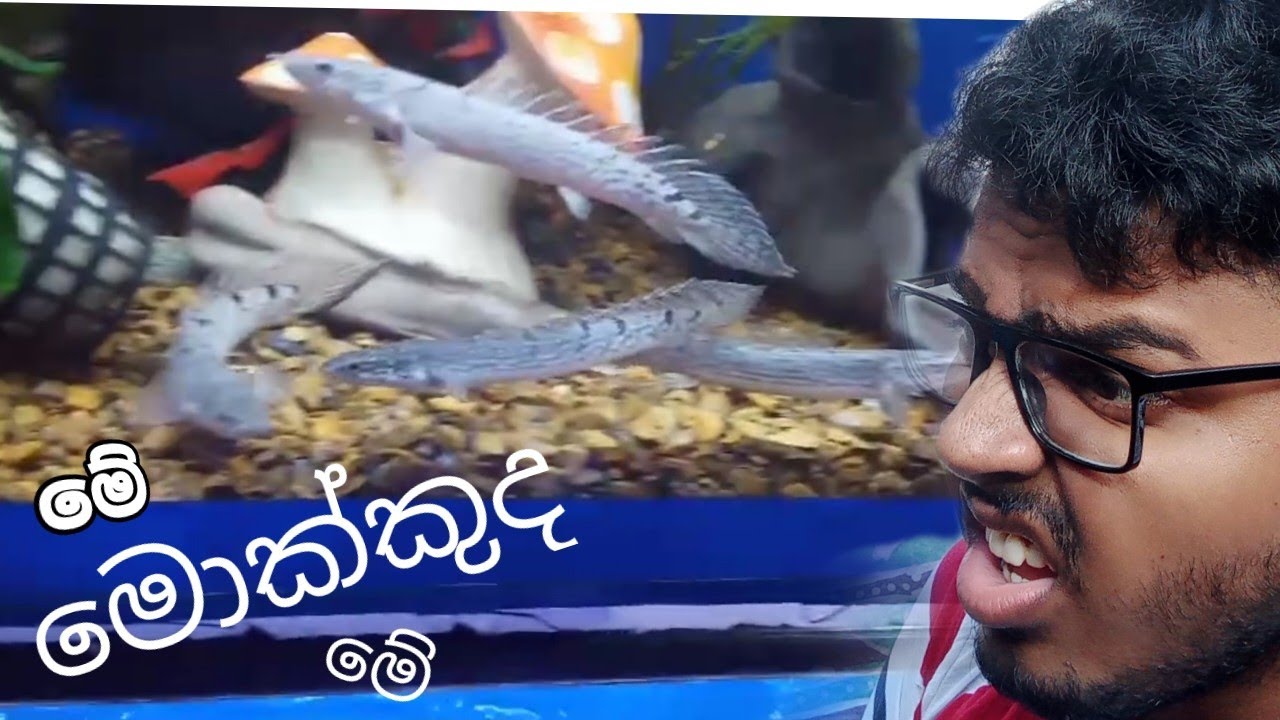 මාලු මාලු මාලු ගෙනාව කිව්වට😒 මාලු මල්ලි නෑනෙ අනේ..🤭