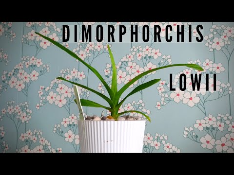 , title : 'Dimorphorchis lowii | One Year Update - Care, Growth, Environment - Is it really that slow?'