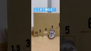 ハムスターって見た目より細かったりする　#ハムスター #おもしろ #癒し