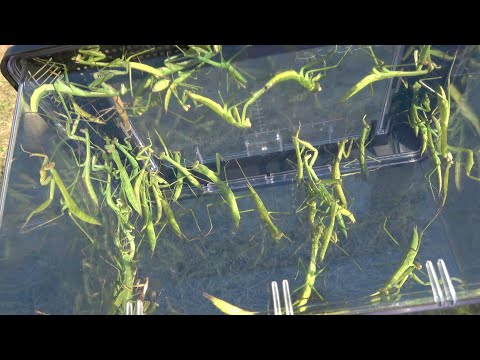 カマキリは今年の昆虫です