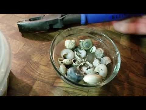 Snail Shells (Calcium Carbonate)
