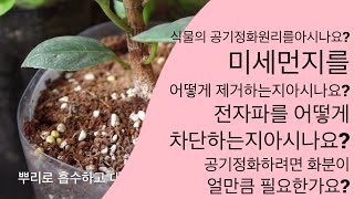 공기정화식물 원리|식물뿌리 미생물|틸란드시아 미세먼지원리|선인장 전자파 효과|금전수 스파트필름 홍콩야자 테이…