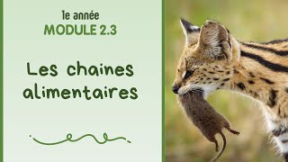 Les chaines alimentaires
