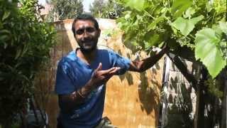 Bird Nest in the Garden - The Growing Home - TheGrowingHome.Net