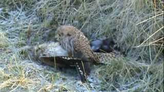 preview picture of video 'Winters strijdtoneel, Falco tinnunculus #vogels'