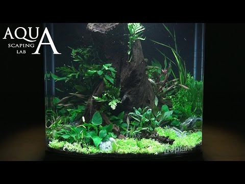 Aquascaping Lab - Tutorial Natural Undergrowth Wood tank 130L "Enchanted Forest" Sera Biotop 130 XXL