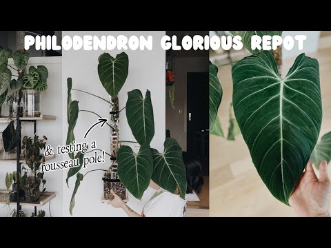 a very sketchy philodendron glorious chop & repot + trying out a rousseau moss pole!