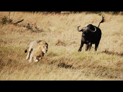 La Fortaleza del Búfalo - Leones vs Búfalos | Documental de Leones