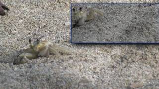 preview picture of video 'UN CANGREJO EN ALTA DEFINICION crab in hd'
