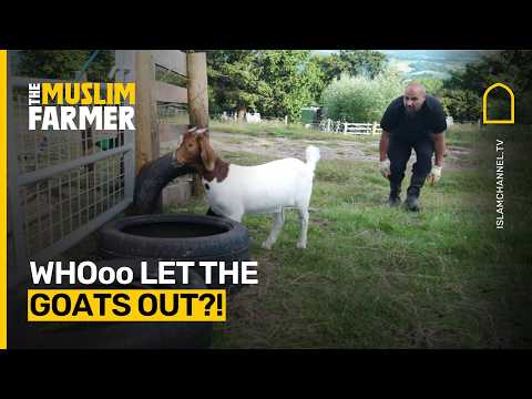 Islam Channel and British Muslim Farmer
