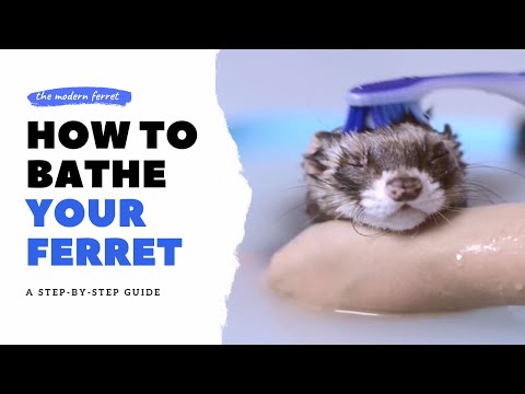 YouTube video about: What shampoo is good for ferrets?