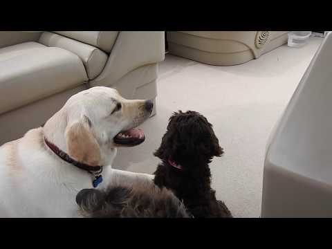 Garmin Echomap CHIRP 54CV Review, practical Water TEST. Fishfinder.