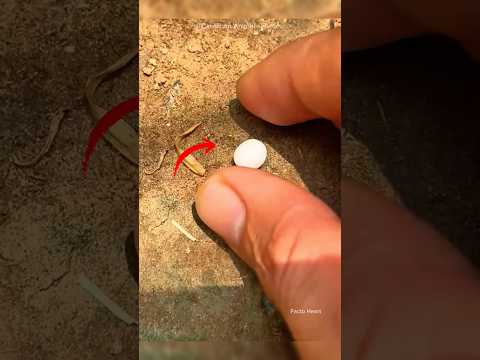 World’s Smallest Egg Hatched