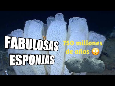 😻Conoce a los ANIMALES más PRIMITIVOS de la Tierra #Poríferos #Esponjas 🪸