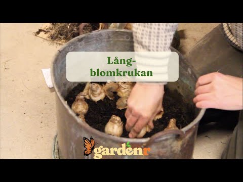 Långblomkrukan - Trädgårdshacks med GardenR