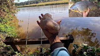 Pescaria de Piauçu e pacu no Peito de frango Os gigantes encostaram no barranco do Rio turvo 