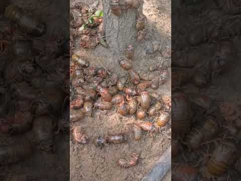 amazing cicada life cycle