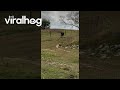 Henry the Donkey Runs Down Hill In Record Time || ViralHog
