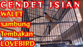 Download lagu Cendet Isian Walet sambung Tembakan Lovebird Ngekek Panjang Bikin Juri Terpesona dan Menaikan Harga mp3