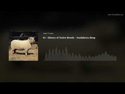 , title : '63 - History of Native Breeds - Southdown sheep'