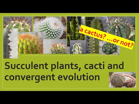 , title : 'CACTUS or EUPHORBIA? Amazing Convergent Evolution of Succulent Plants #cactus #euphorbia #plants'
