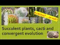 CACTUS or EUPHORBIA? Amazing Convergent Evolution of Succulent Plants #cactus #euphorbia #plants